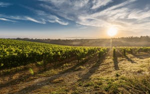 Scenic vineyards of Castelli Romani